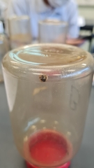 Coptosoma xanthogramma