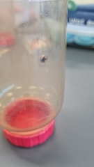 Coptosoma xanthogramma