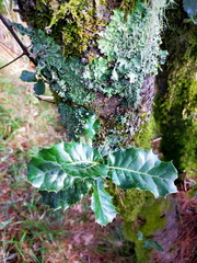 Quercus spinosa