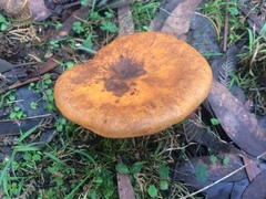Austropaxillus