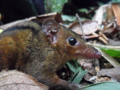 Northern Three-Striped Opossum photo 2