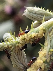 Crematogaster laeviuscula