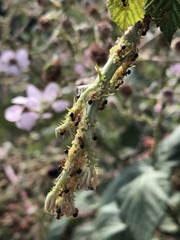 Crematogaster laeviuscula