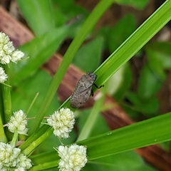 Zulia pubescens