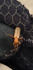 Cultellunguis larvalis