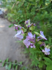 Saponaria officinalis
