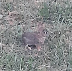 Sylvilagus floridanus