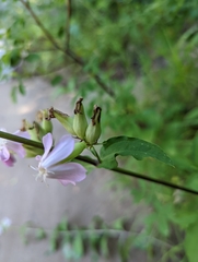 Saponaria officinalis