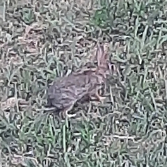 Sylvilagus floridanus