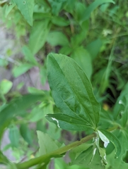 Saponaria officinalis