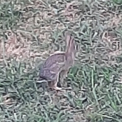 Sylvilagus floridanus