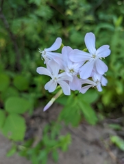 Saponaria officinalis