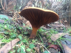 Austropaxillus