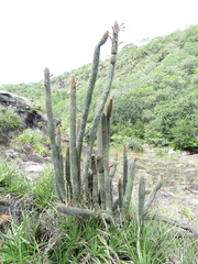 Cleistocactus samaipatanus