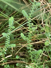 Selaginella apoda