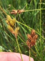 Carex scoparia