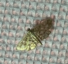 Lygropia rivulalis
