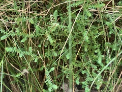 Selaginella apoda