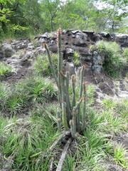Cleistocactus samaipatanus