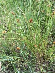 Carex scoparia