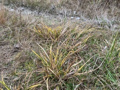 Carex flaviformis