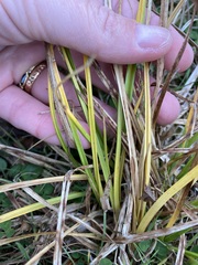 Carex flaviformis