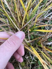Carex flaviformis