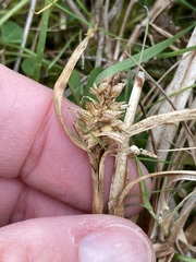 Carex flaviformis