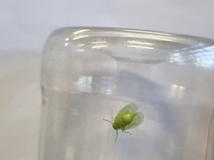 Tropiduchinae