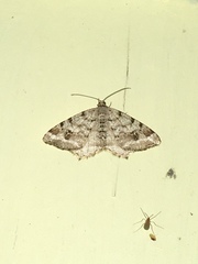 Macaria pinistrobata
