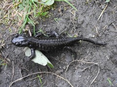 Salamandra lanzai