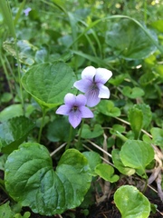Viola palustris
