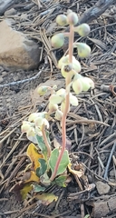 Pyrola dentata