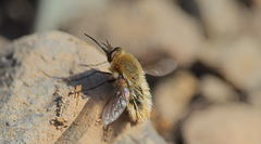 Nothoschistus melampogon