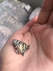 Chlosyne melitaeoides