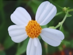 Bidens alba