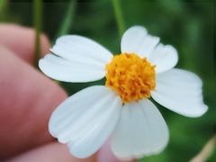 Bidens alba