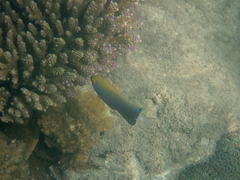 Pomacentrus chrysurus