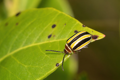 Kuschelina floridana
