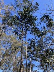 Eucalyptus amplifolia