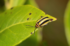 Kuschelina floridana