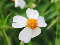Bidens alba