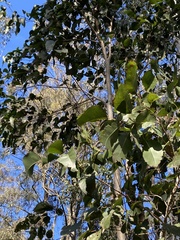 Eucalyptus amplifolia