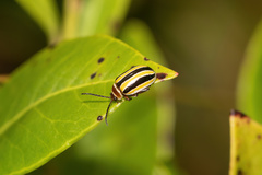 Kuschelina floridana