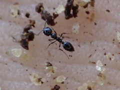 Monomorium viridum