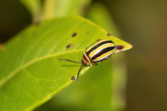 Kuschelina floridana