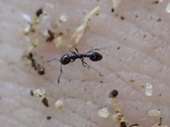 Monomorium viridum