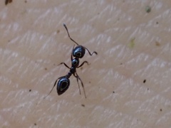 Monomorium viridum