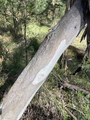Eucalyptus amplifolia