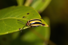 Kuschelina floridana